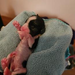 Trixie - Tri-color female Cavalier King Charles Spaniel puppy in Waterloo, Iowa from Muddy Paws Cavaliers