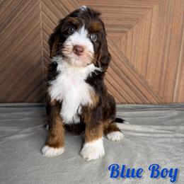 Blue boy - Tri-color male Bernedoodle puppy in Modesto, California from Two Doods Doodles