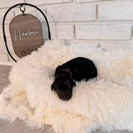 Zurg - Tri-color male Labradoodle puppy in Bryantown, Maryland from Doodles on Duty