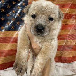 Independence - Red speckled female Australian Cattle Dog puppy in Lynd, Minnesota from Diamond Falls Cattle Dogs