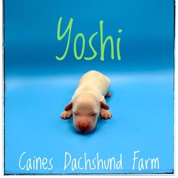 Yoshi - Cream male Dachshund puppy in Cincinnati, Ohio from Caines Dachshund Farm