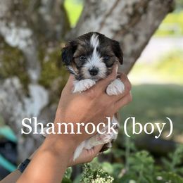 Havanese Puppies from Hoodview Havanese