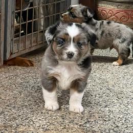 Rambo - Blue merle male Toy Australian Shepherd puppy in Nocona, Texas from Rafter O Toy Aussies and Mini Heelers
