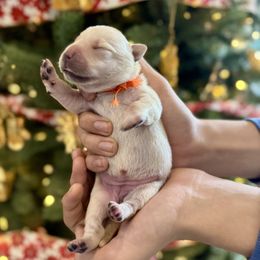 Labrador Retriever Puppies from Salt Run Retrievers