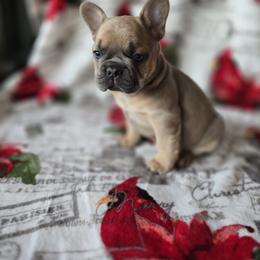 Chubby - Blue male French Bulldog puppy in Crane, Missouri from James River French Bulldogs