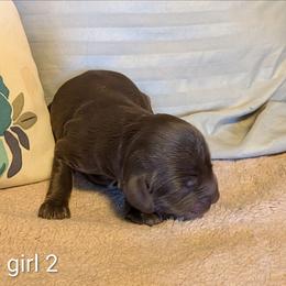 Girl 2 - Brown female Cockapoo puppy in Sunset, Louisiana from Cano Cockapoos