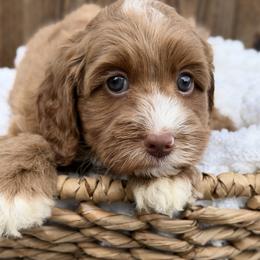 Black - Red male Australian Labradoodle puppy in Auburn, Washington from West Valley Labradoodles