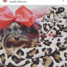Kks - Yorkshire Terrier