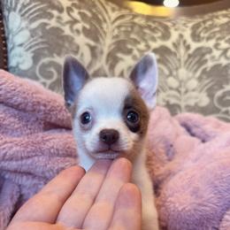 Tiny Dior - Chocolate and white female Chihuahua puppy in Paradise, Texas from Ooh- la-la Poms