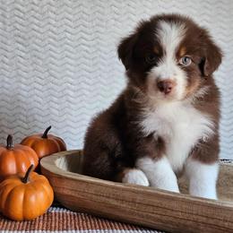 Reginald - Red tri-color male Australian Shepherd puppy in Mountain Grove, Missouri from K Bar H Farms