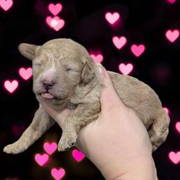 Girl 5 - Cream female Cavapoo puppy in Coshocton, Ohio from Forever Family Puppies