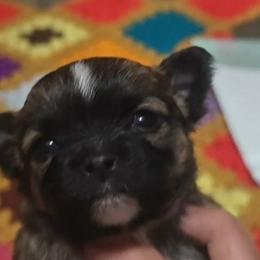 Crest - Sable spotted white male Chihuahua puppy in Gray, Louisiana from Chi Chi's Place LLC