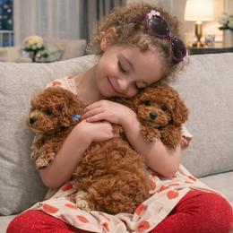 Australian Labradoodle puppies from Divine Poodles