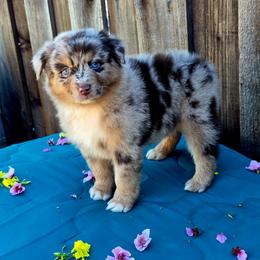 Ford - Red merle male Miniature Australian Shepherd puppy in Stevinson, California from Aussies De Linares