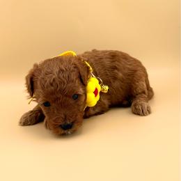 Yellow (Boy 4) - Red  male Poodle puppy in Miami, Florida from Katy's Toy Poodles & Doodles