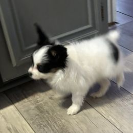 Papillon Puppies from Heavenly-papillons