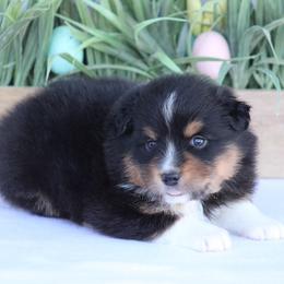 Card - Black tri-color male Australian Shepherd puppy in Circleville, Utah from Canyon Creek Aussies