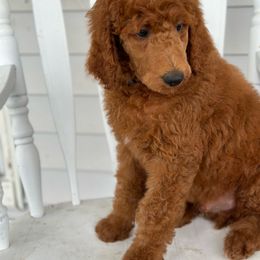 Twix - Red  Poodle puppy in Dayton, Texas from Wolfe Island Poodles