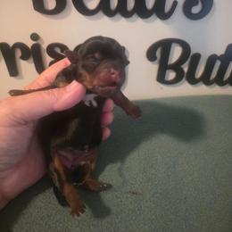 Girl 3 - Black and tan female Yorkshire Terrier puppy in Clermont, Florida from Bella's Prissy Butts