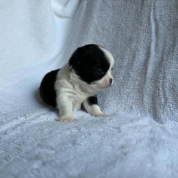 Puppy 1 - Black and white male Chihuahua puppy in Springfield, Missouri from Casadelopez Tails