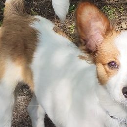 Biewer Terriers and Papillons from Southern Belle's Biewer Terriors & Papillons