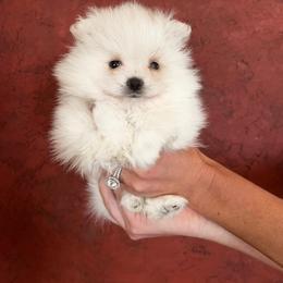 Alpine - White male Pomeranian puppy in Paducah, Kentucky from Perennial Poms Pomeranian Breeder