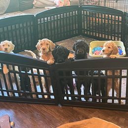 Goldendoodle Puppies from Fluff Puff Doodles