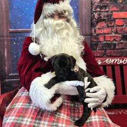 Bee - Fawn brindle female Bullmastiff puppy in South Attleboro, Massachusetts from Bessettes Bullies