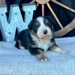 Harvest - Black tri male Miniature Australian Shepherd puppy in Checotah, Oklahoma from Wild Outlaw Aussies