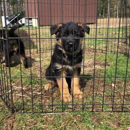 German Shepherd and Pembroke Welsh Corgi Puppies from Muddy Paws Corgis / Von Blake's Gedächtnis German Shepherds