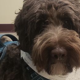 Buddy - Australian Labradoodle