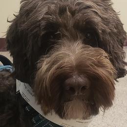 Buddy - Australian Labradoodle