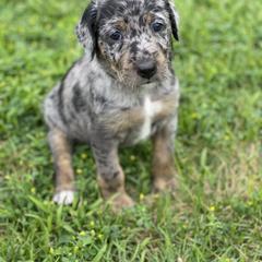 Aussiedoodle and Leopardoodle Puppies from A Puppy Crush