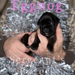 Eggnog - Brindle female Boxer puppy in Madisonville, Texas from Sergeant's Boxers