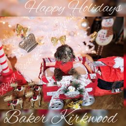 Cockapoo Puppies from Royal Cockapoo Playhouse