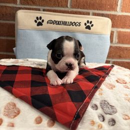 Girl 2 - Black and white female Boston Terrier puppy in Conyers, Georgia from Dixe Hill Dogs