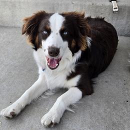 Miniature American Shepherd puppies from Kubes Mini Aussies