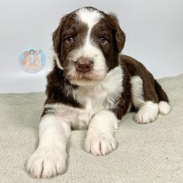Aussiedoodle and Goldendoodle Puppies from Dandy Doodle Ranch