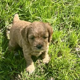 Berry - Golden female Cockapoo puppy in Marietta, South Carolina from River Falls Cockapoos