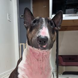 Desi - Black brindle and white female Bull Terrier puppy in Jacksonville, Florida from Bulls On Parade