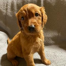 M1 - Dark golden male Golden Retriever puppy in Edgefield, South Carolina from Bass Southern Kennels