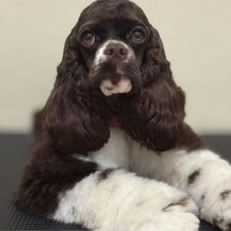 Missy - Cocker Spaniel