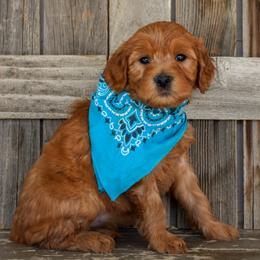 Maryland - Teal Collar - Apricot female Goldendoodle puppy in Macedon, New York from Toodles Goldendoodles