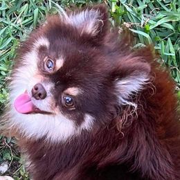 Louie - Pomeranian