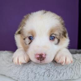 Raven3Girl4- RMF,LONGtail,AKC,OFAs,Genetics - Red merle female Australian Shepherd puppy in South Hill, Virginia from Silverside Aussies LLC