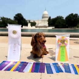 DC Walden - Dachshund