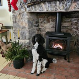 Poodle All Grown Up from Apricity Poodles