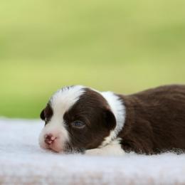 Swing - Red tri male Miniature Australian Shepherd puppy in Prague, Oklahoma from Clay Creek Aussies