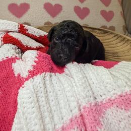 Donatello - Black male Goldendoodle puppy in Pearland, Texas from Posh Paws Puppies