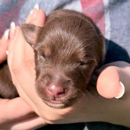 Meleys - Red tri-color female Australian Shepherd puppy in Kokomo, Indiana from North Central Aussies